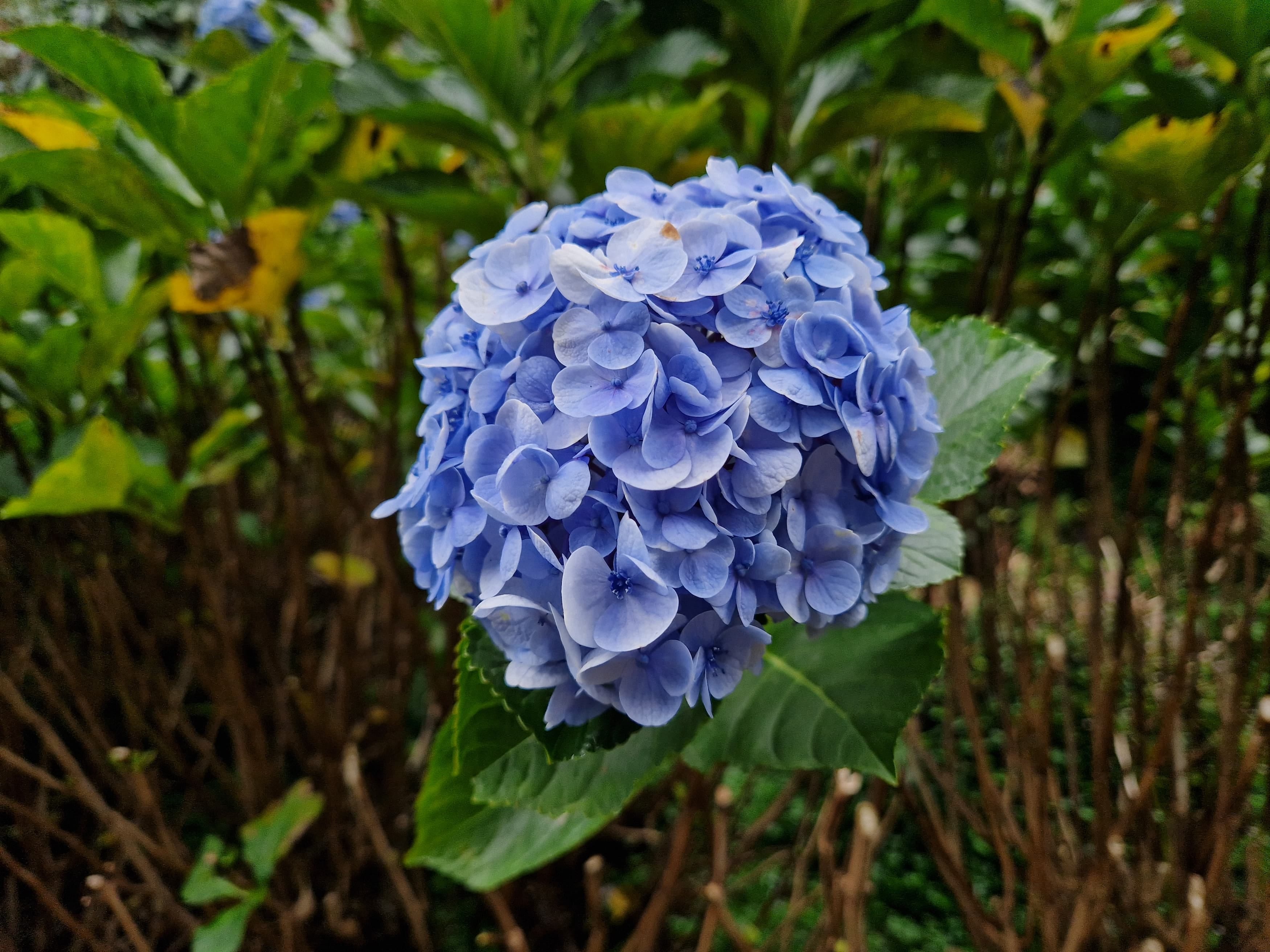 The Beautiful Flowers Of The Azores | by Joana Sousa | Weeds \u0026 Wildflowers  | Medium, image size:3500x2625
