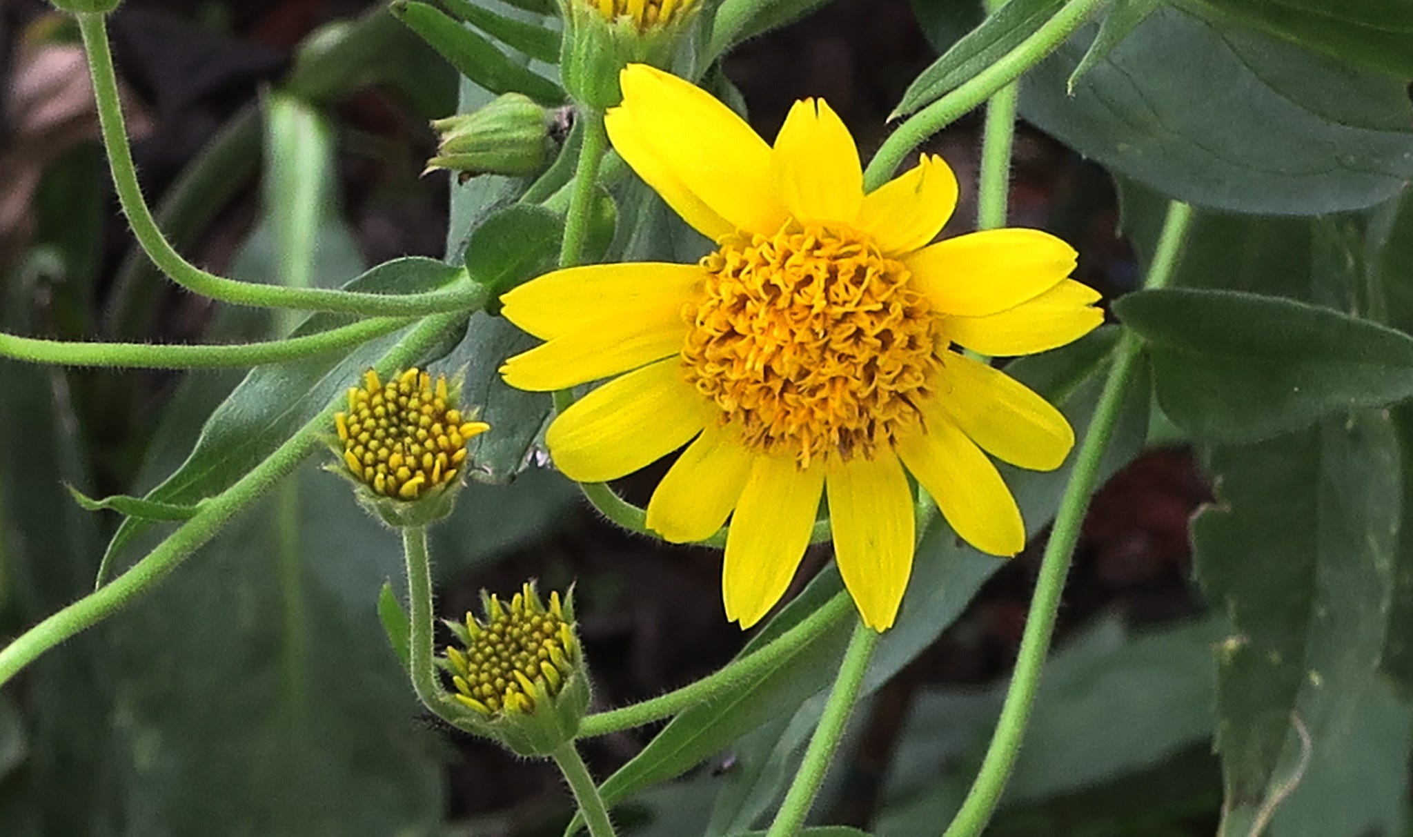 monstera variegata baby Monstera deliciosa var. borsigiana albo-variegata  Carnivero