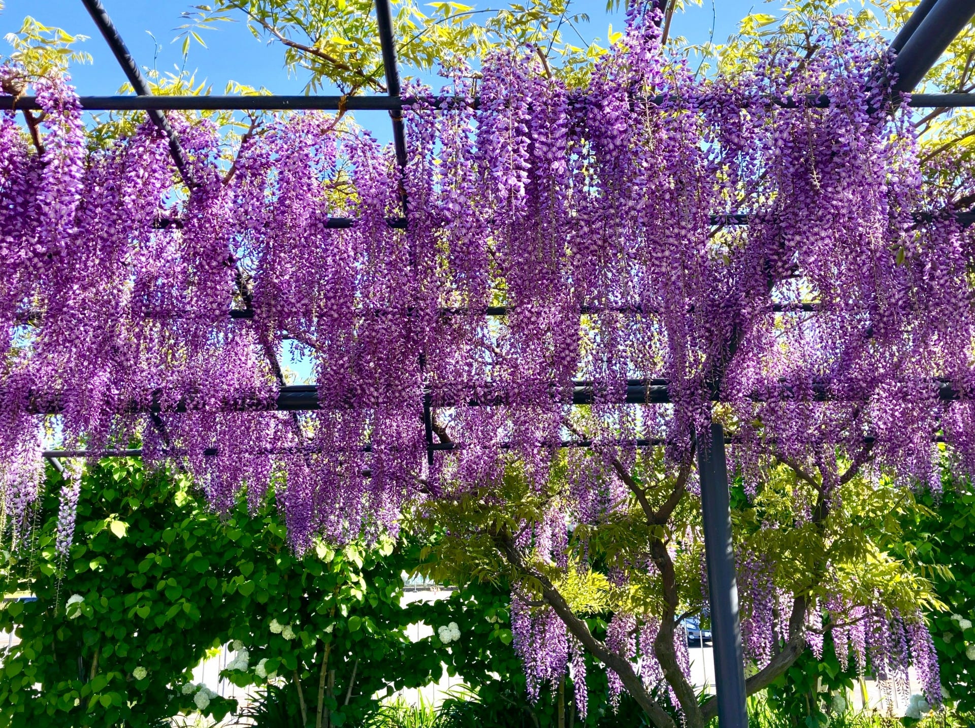 Wisteria — The Space That Gently Moves | by SAMURAI Masako | May