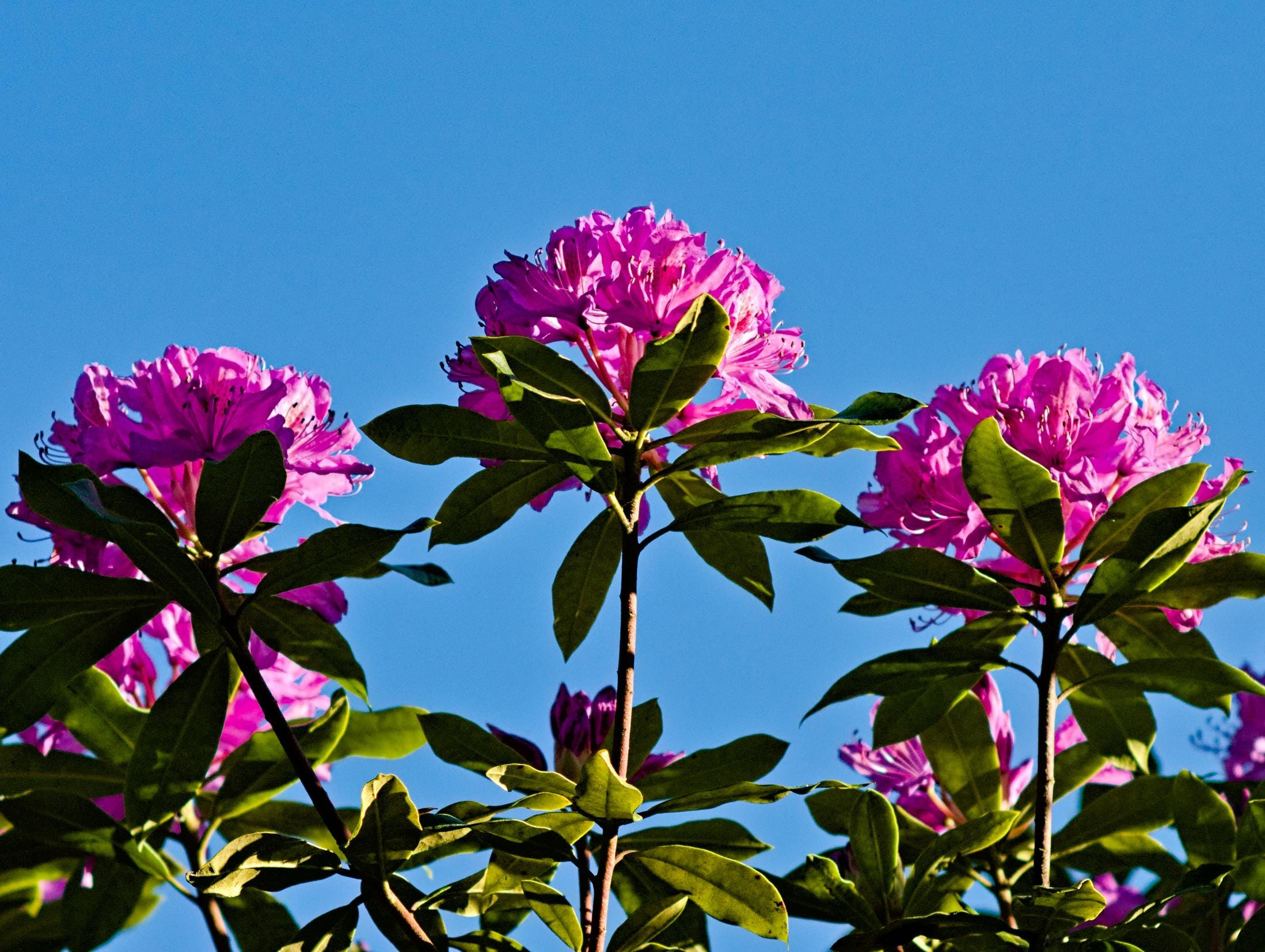 Ireland's Hated Beauty. Wild rhododendrons are not as harmless | by Ance  Bogdanova-Jatniece | Weeds & Wildflowers | Medium