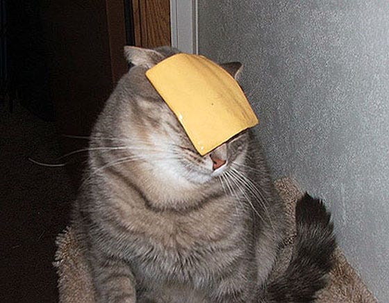 I put cheese on a cat's head and it was blissful | by Birb | Medium