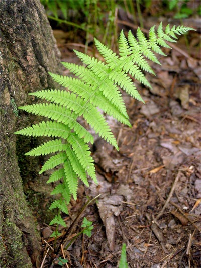 How Ferns Are Beneficial in Landscaping | by Native Wildflowers Nursery |  Medium