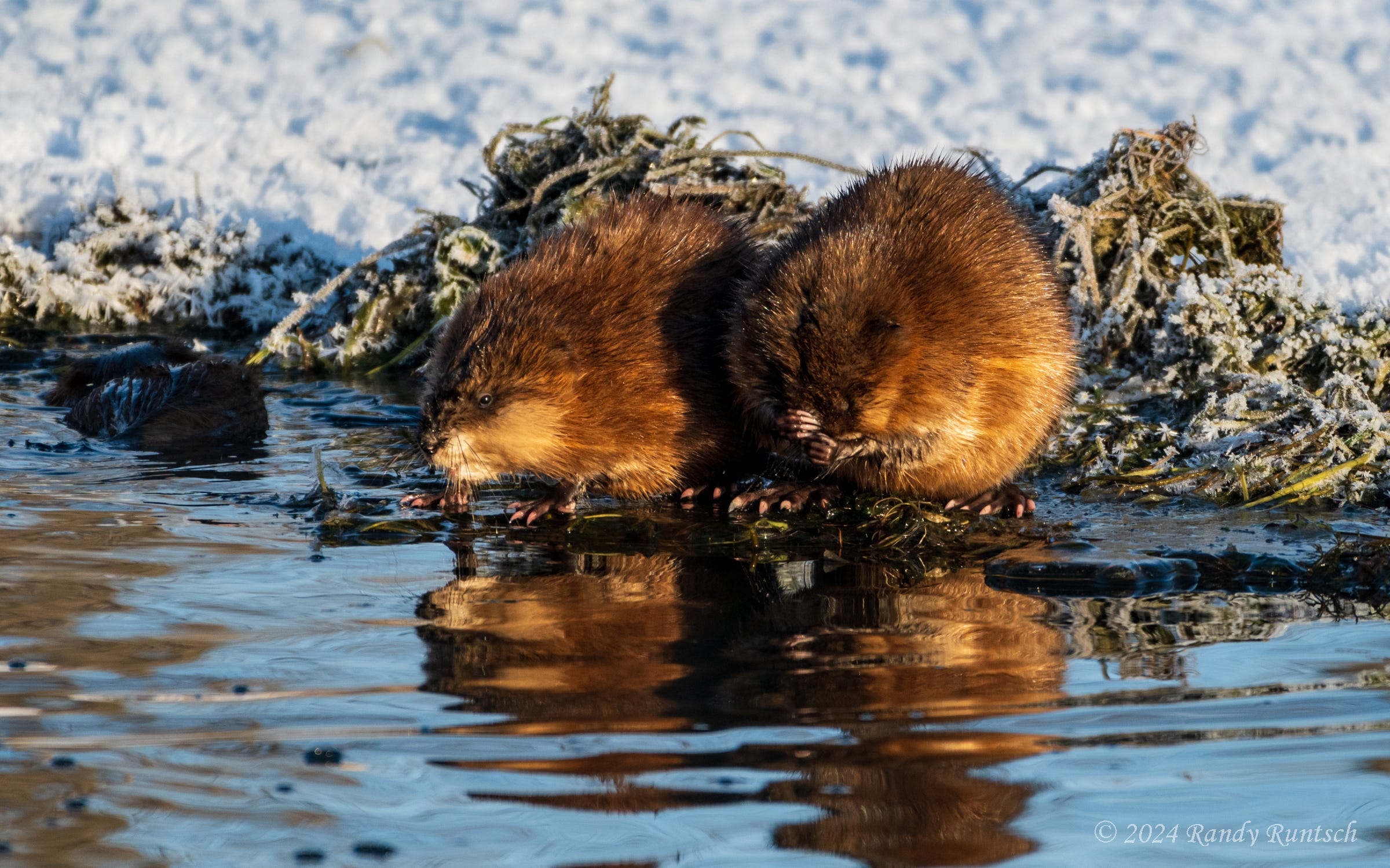 Spread a Little Muskrat Love. These gentle creatures make me smile