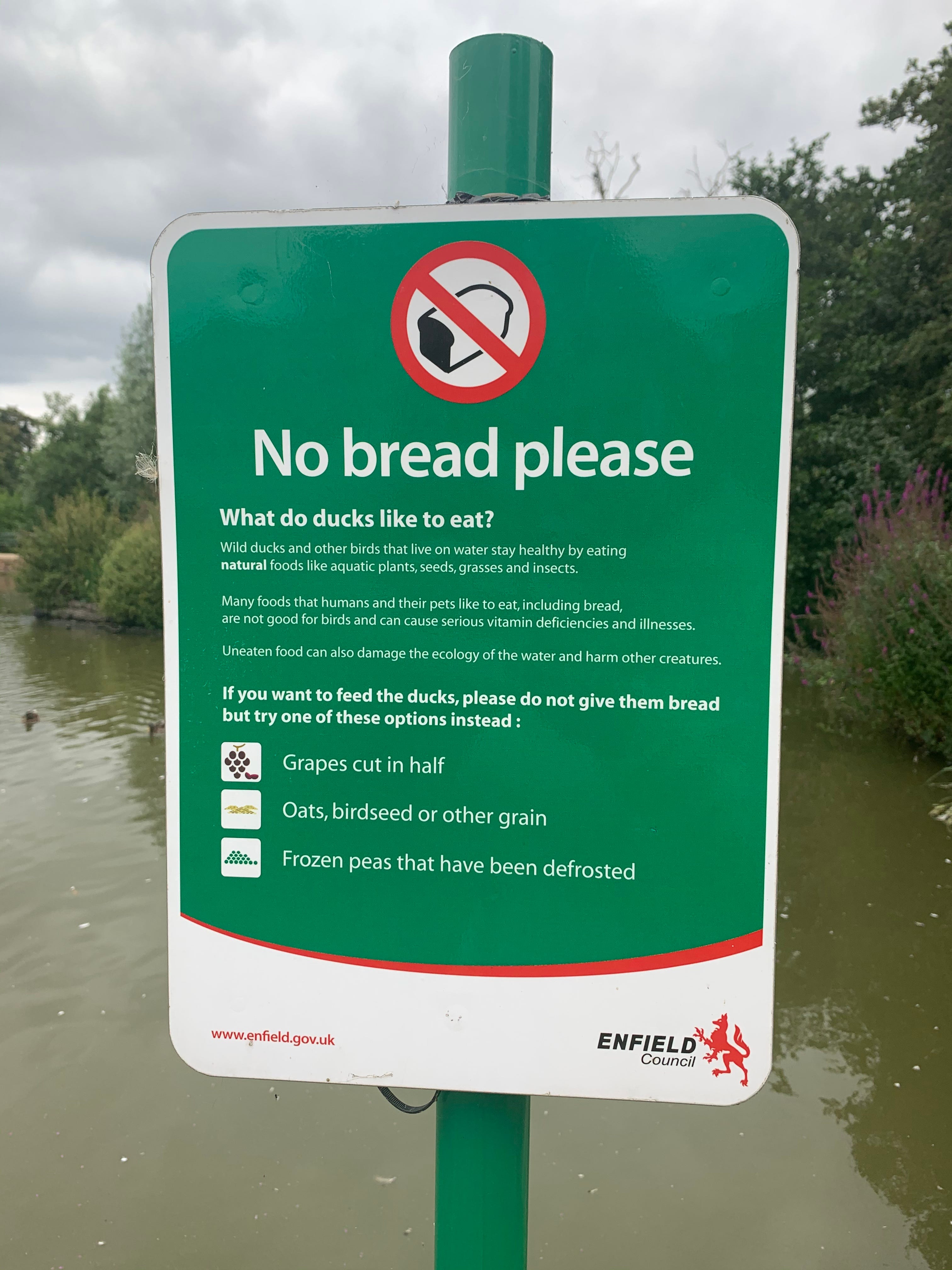 Is It Safe to Feed Birds Bread: Truths Every Bird Lover Must Know