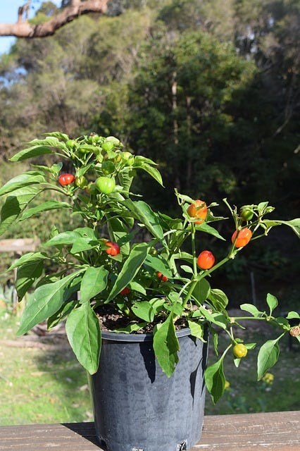 How to grow capsicum at home?. Hey gardeners! Last week only I have | by  Utkarsh Patil | Medium