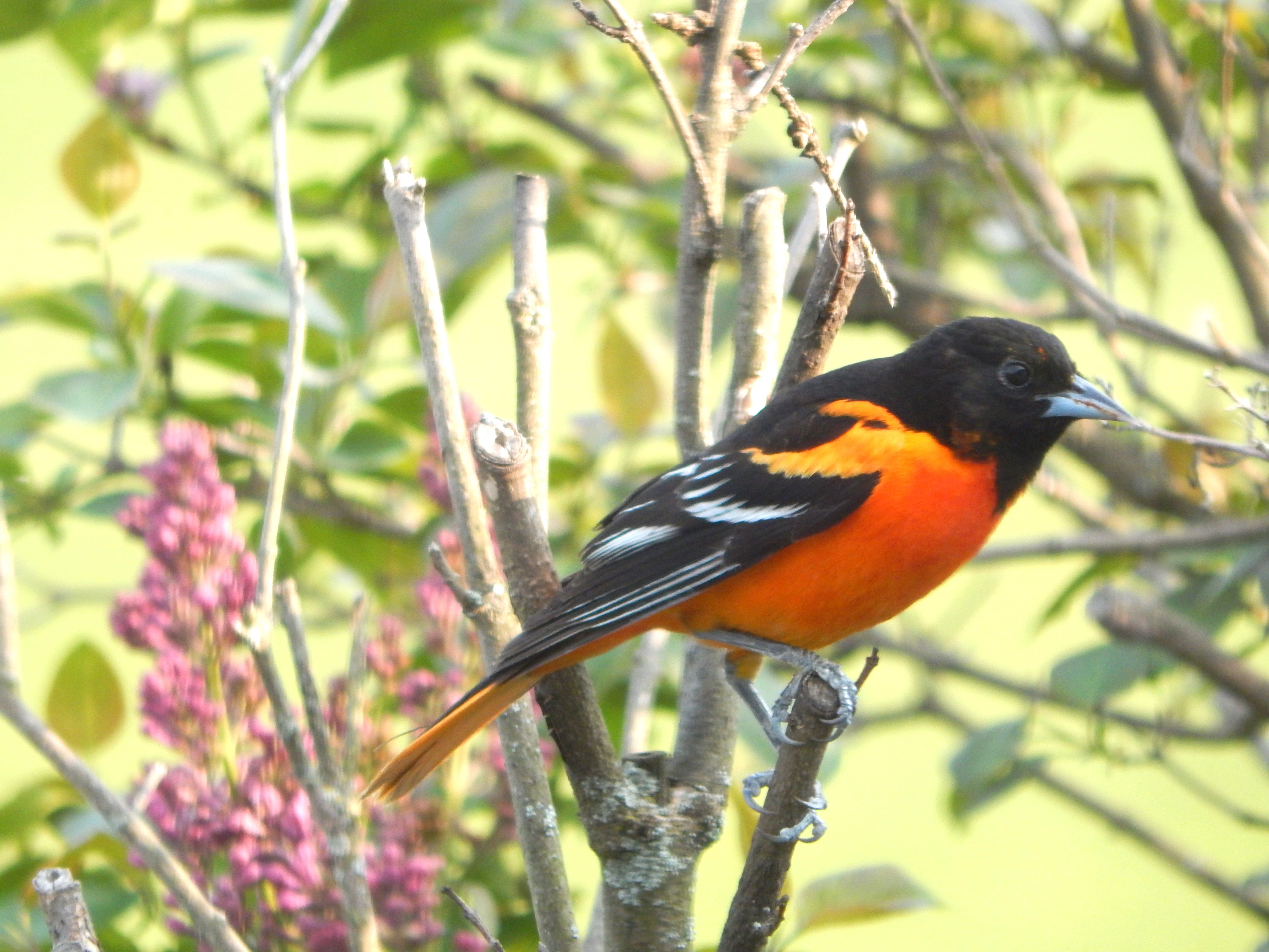 What is the Maryland State Bird 