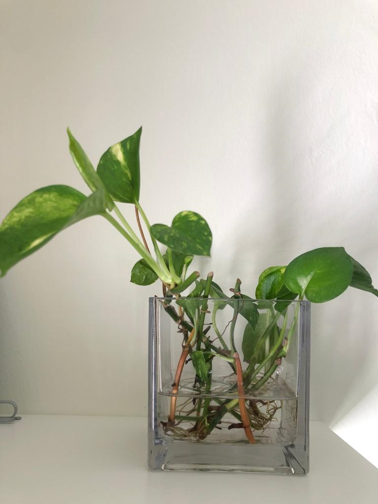 Propagating Money Plant in the RIGHT way | Medium