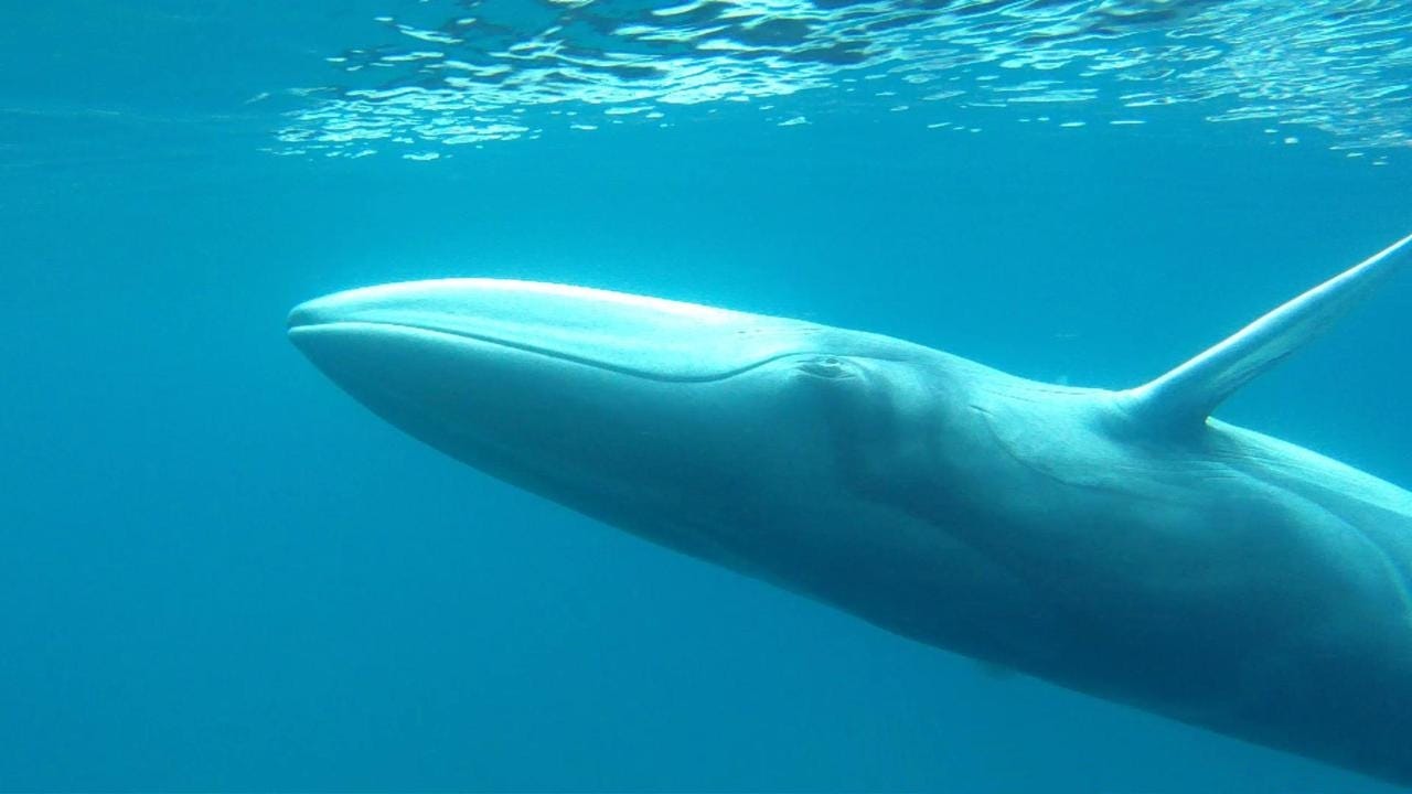 New whale species discovered in Sri Lankan waters | by Karen Frances Eng |  TED Fellows