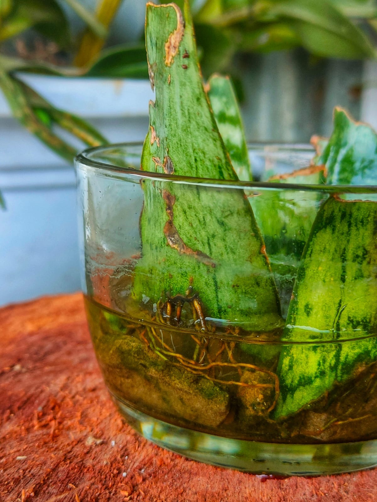 How I Propagated Snake Plant Cuttings in Water | by Soyami W Shimray |  Medium