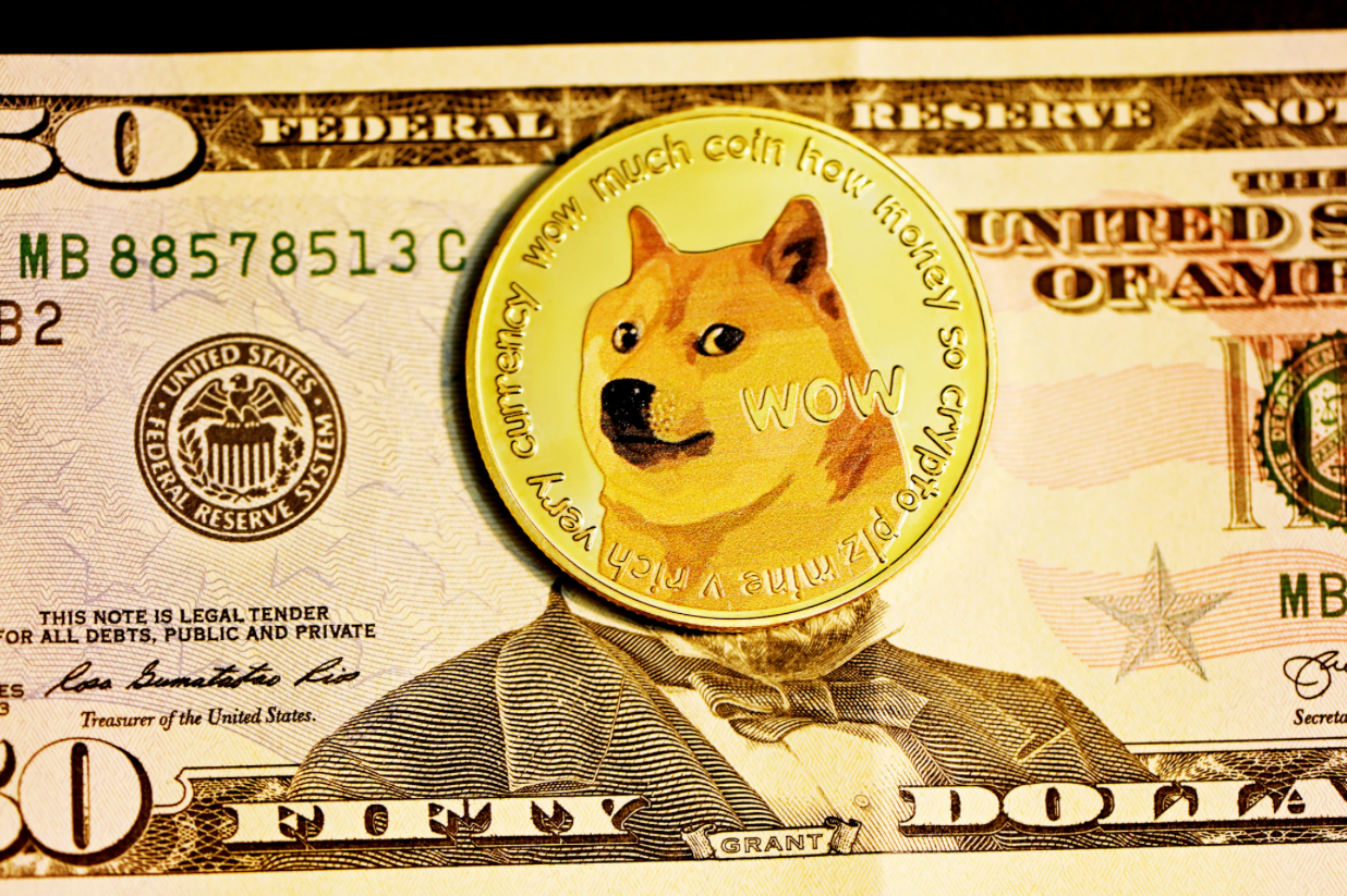 Dog Coins, Cat Videos and Disruption | by Mikel Ayala | DataDrivenInvestor