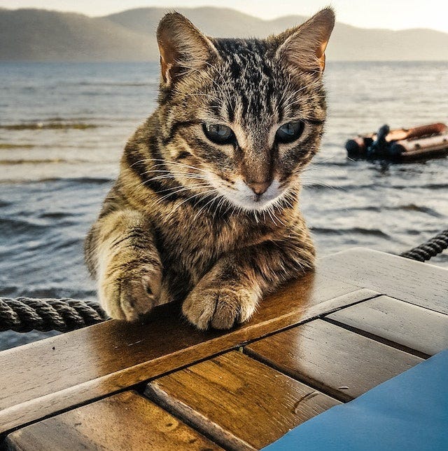 Why Do Cats Have 9 Lives: Unraveling the Myth and Mystery