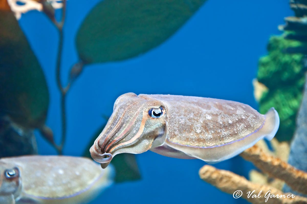 Baby Cuttlefish Swimming