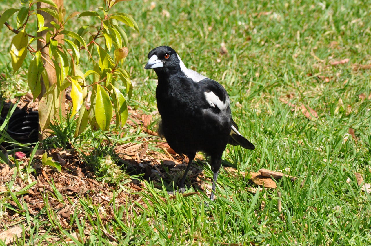 What Can I Feed Butcher Birds: Ultimate Guide to Healthy Diets