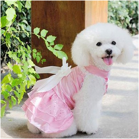 Is my neighbor's dog really wearing a pink dress? | by Sandra Koppel | The Haven | Medium Is my neighbor's dog really wearing a pink dress? | by Sandra Koppel | The Haven | Medium