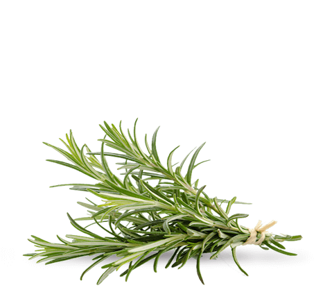 Things You Didn't Know About Rosemary | by Zen Production | The