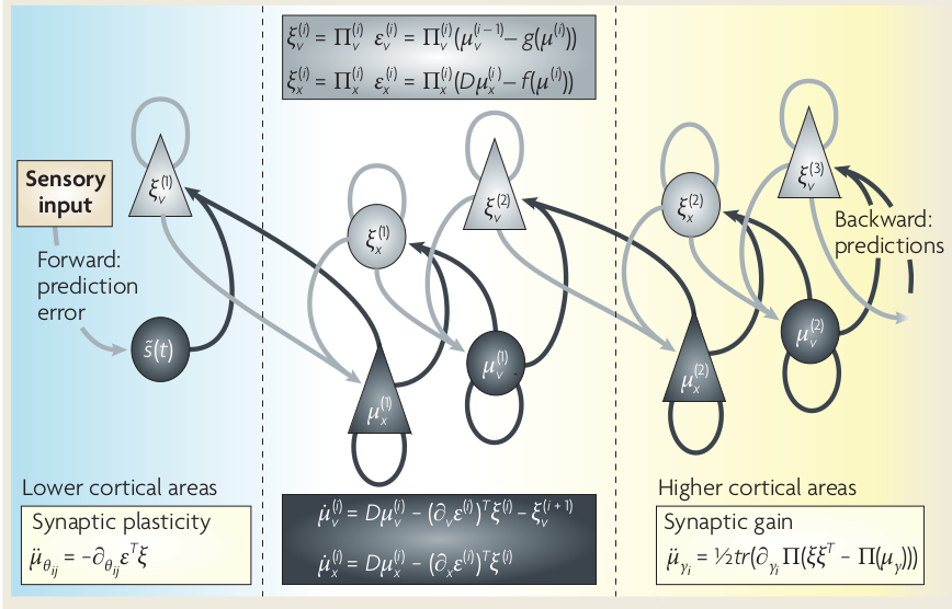洋書 Bayesian Brain Amazon.com: An Introductory Handbook of Bayesian Thinking