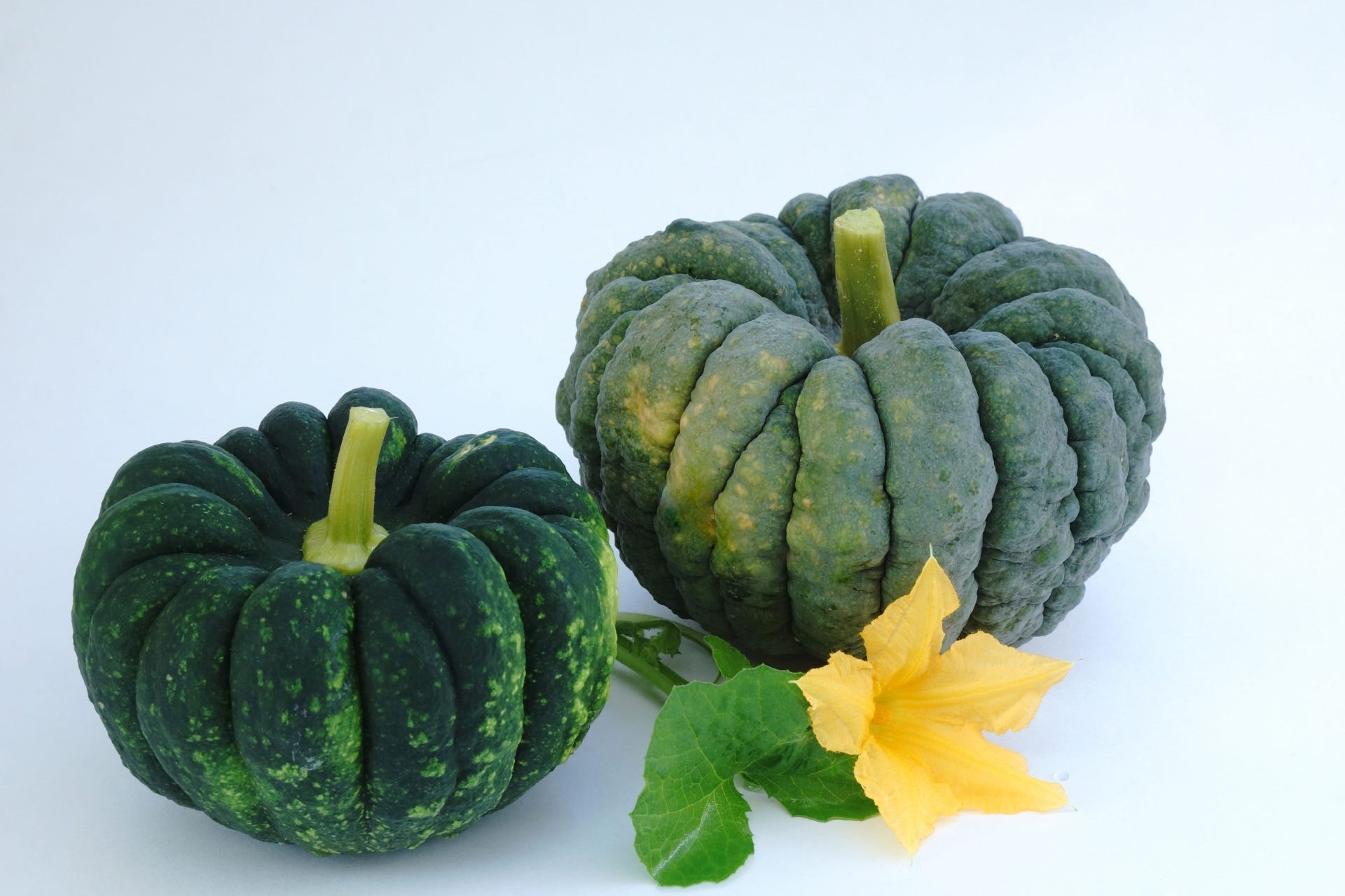 🎃 Pumpkins — The Warm Glow of Autumn in Japan | by SAMURAI Masako