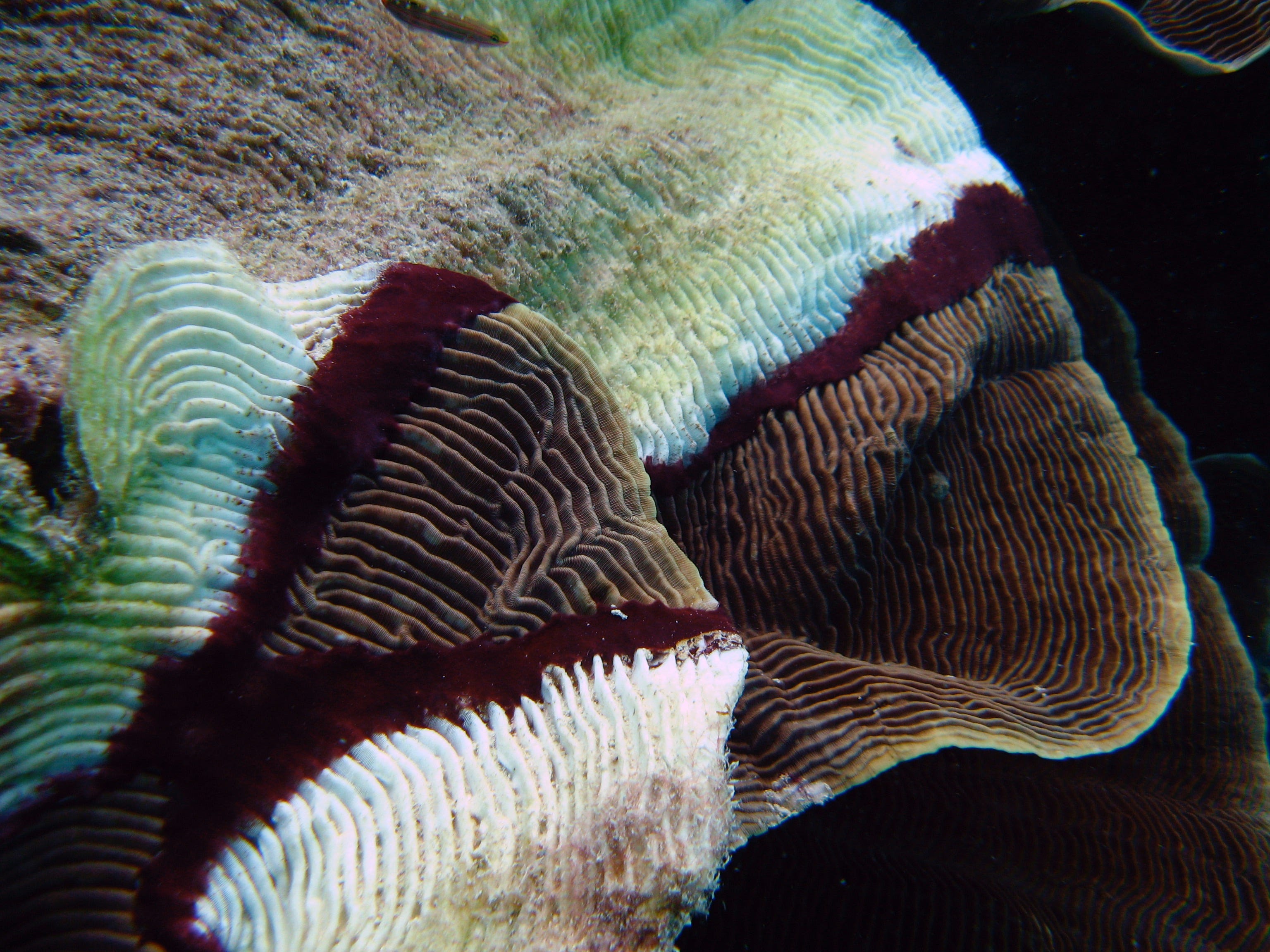 Coral Biodiversity is as Fragile as Glass | by Cornell University