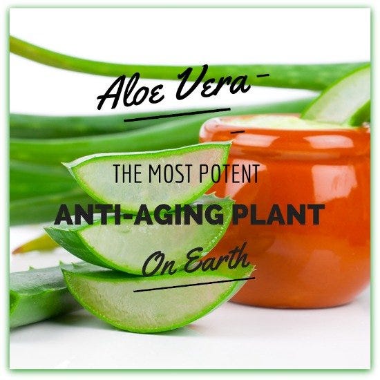 Using Aloe Vera for Wrinkles: The Ultimate Guide | by Meital James | Medium