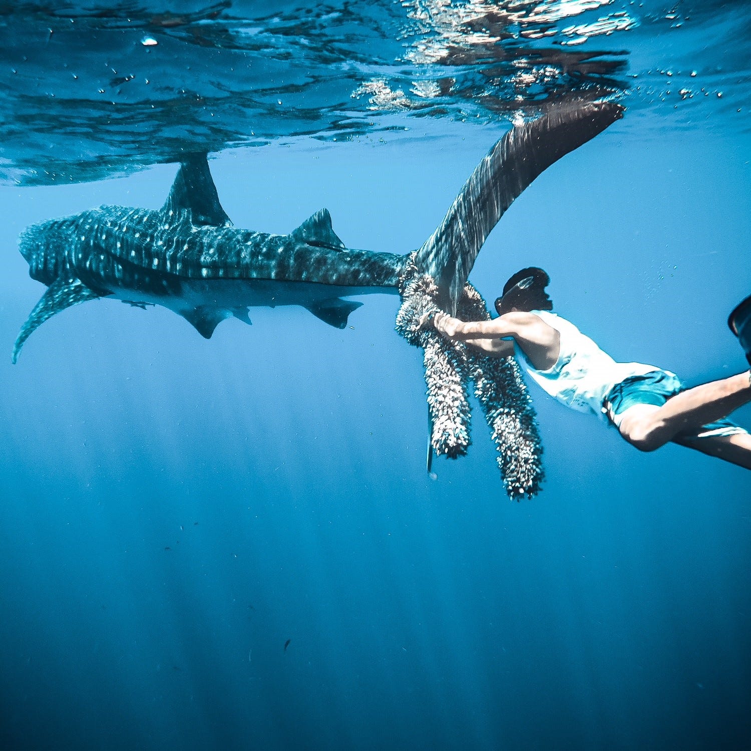 Tire fotos incríveis embaixo d'água com sua GoPro | by GoPro Brasil |  GoProBrasil | Medium