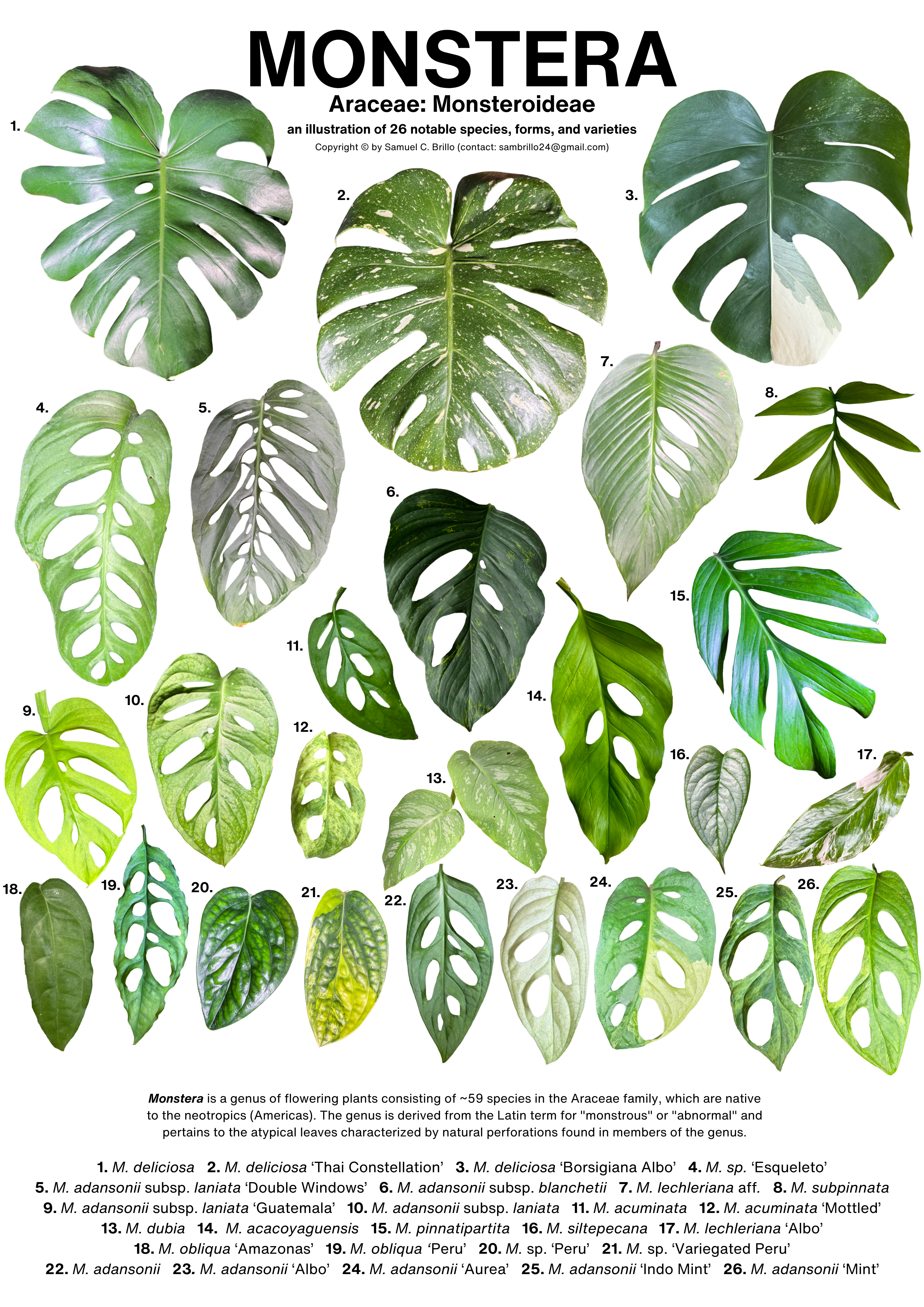 An Illustration of 26 Notable , with Notes on Development  and Types of Fenestrations | by Samuel Brillo | Medium