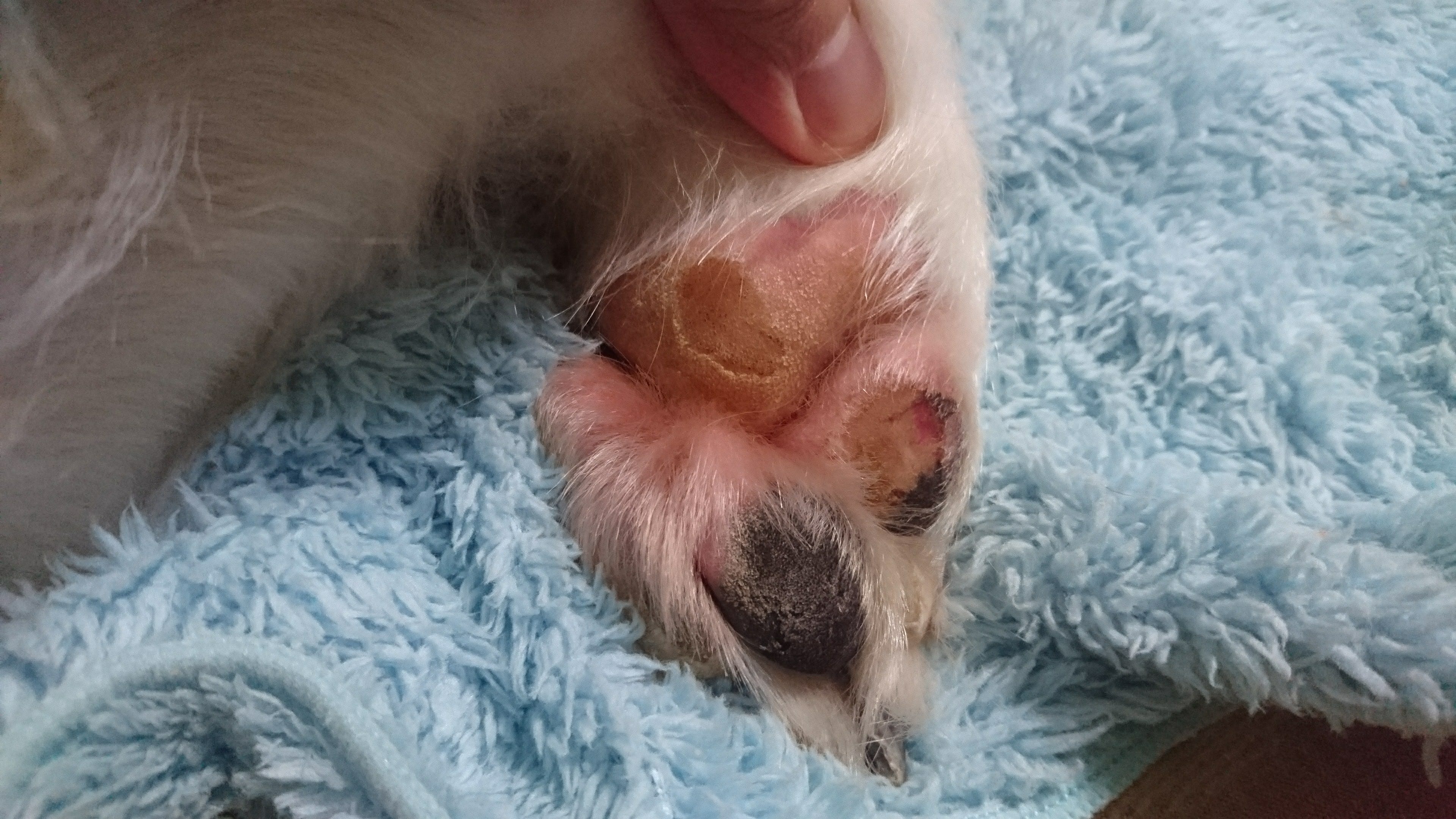 我的狗有腳掌肉墊龜裂症(Split Pawpad Disease) | by 陳培郁(Raymond) | 豬窩部落格| Medium