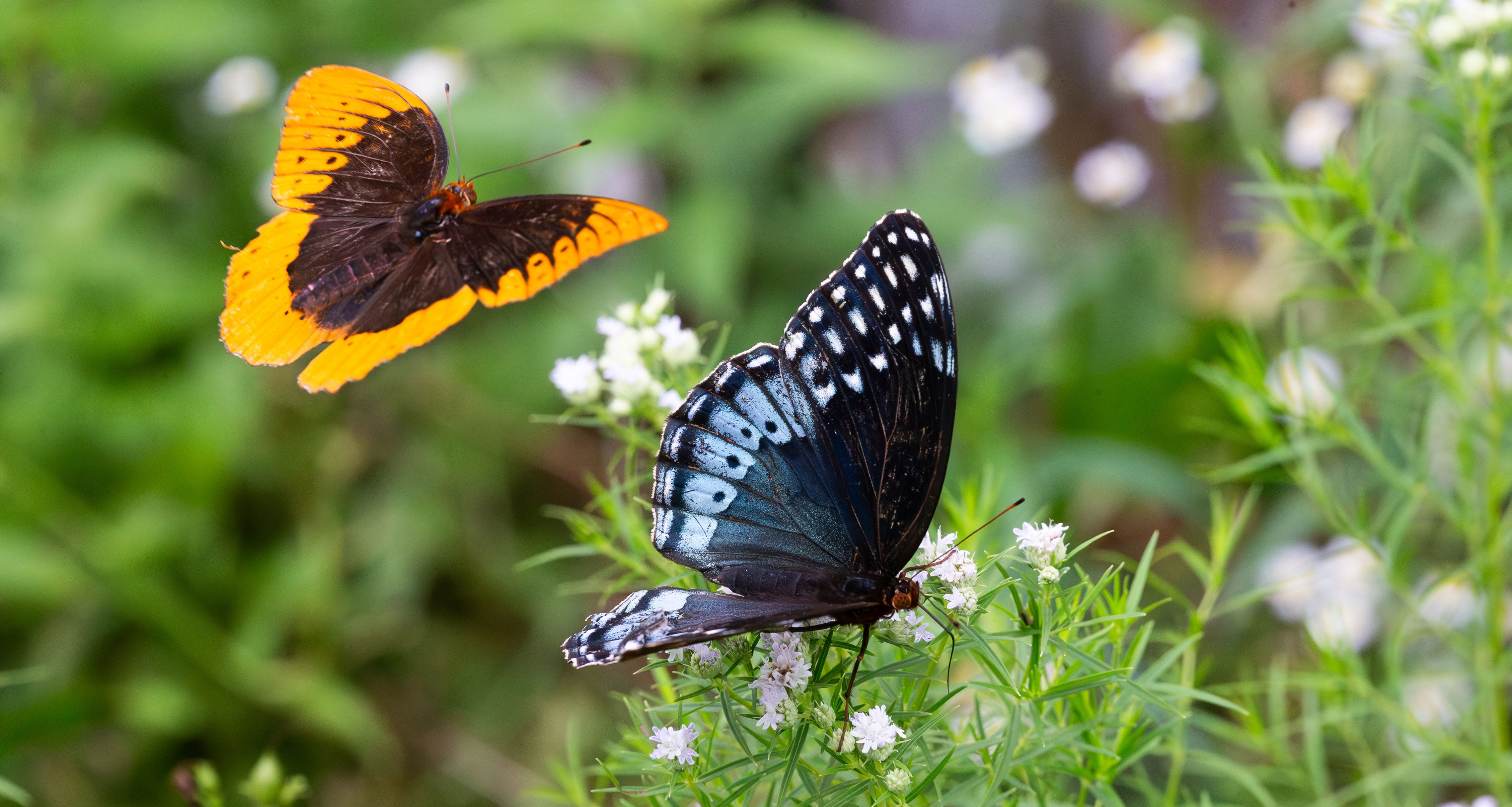 Hey! Diana!' Flashy butterflies booming in eastern Oklahoma | by