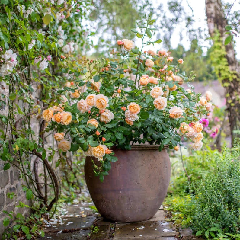 David Austin Roses in Containers. Often, people ask me if David Austin |  by Leigh Reynolds | Medium