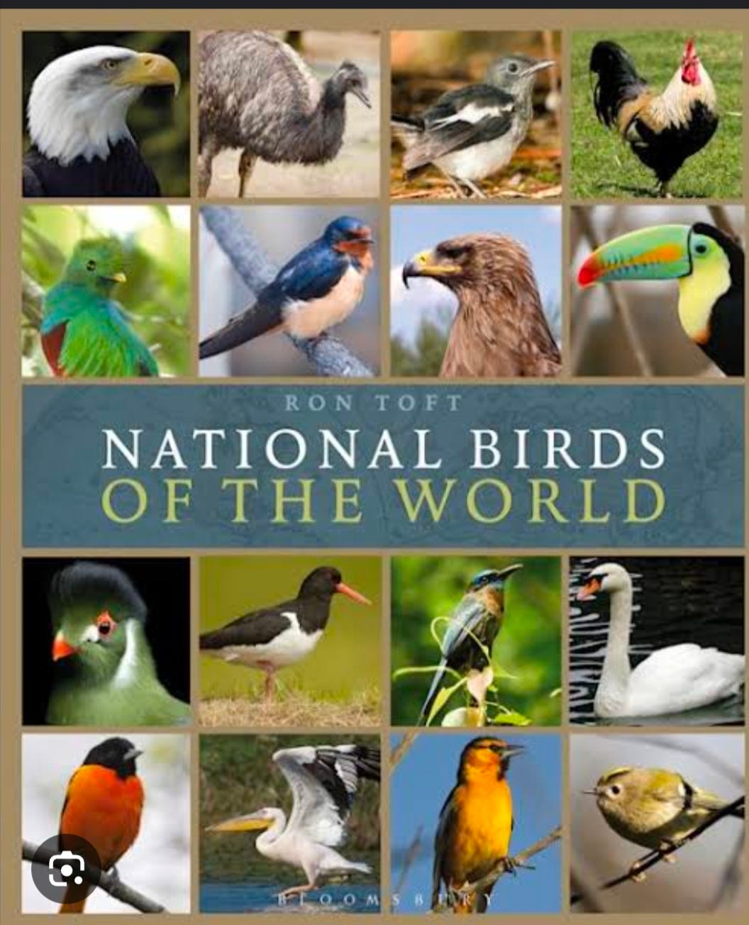 10 Countries and Their Unique National Birds | by Uzair Kamboh | Medium, image size:1056x1304