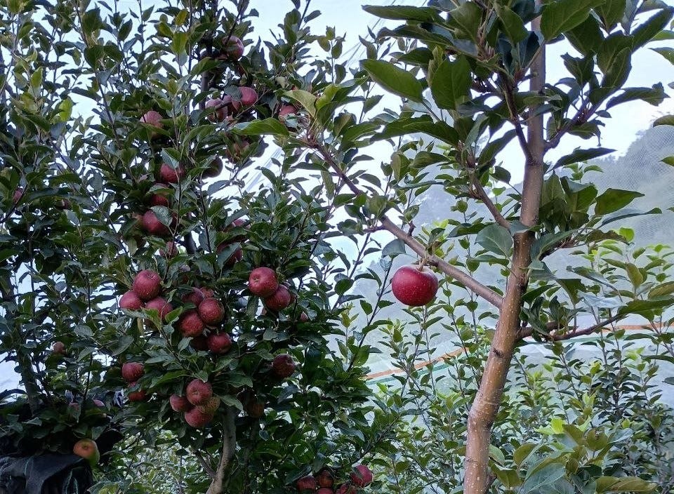 Road Trip with Apples, Temptation and Hospitality | Wander & Wonder