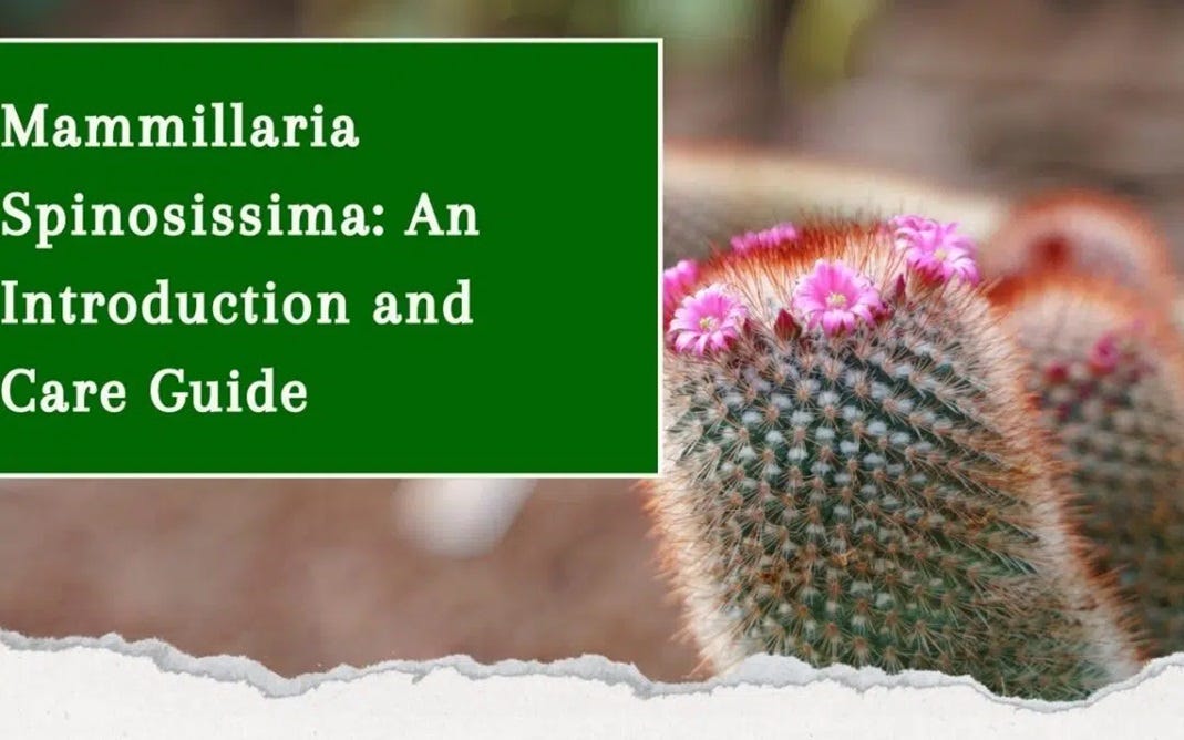 Mammillaria Spinosissima: An Introduction and Care Guide | by  kavyaorganicfarm08 | Medium