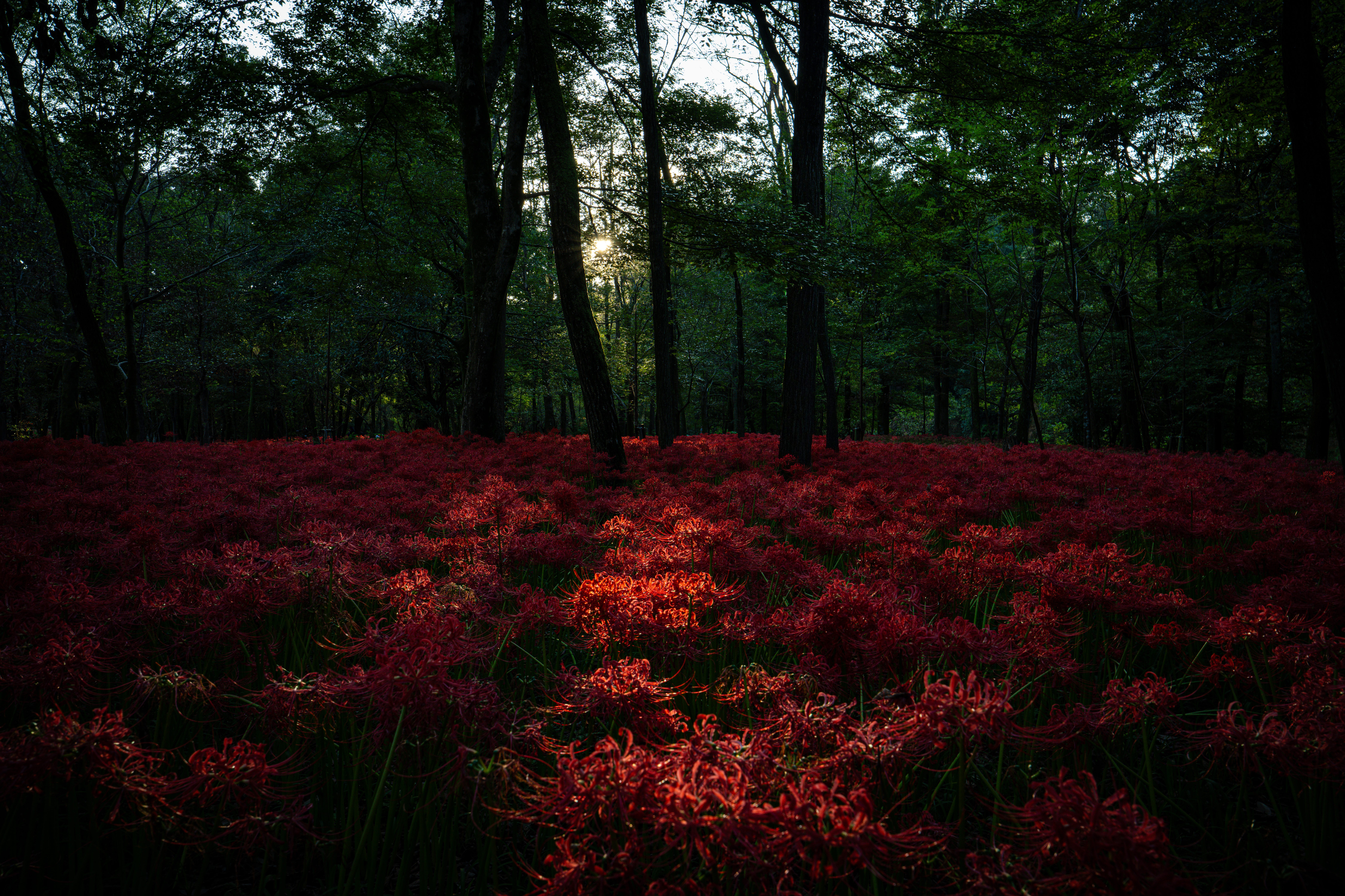 京セラ／4kw　 Toshihisa Kokubo Trip,Japan, Kinchakuda Manjushage Park, to photograph the