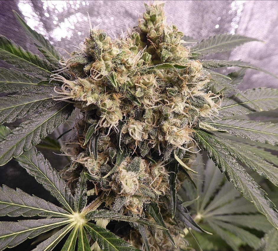 Best Weed Strains for Fast Back Pain Relief | by 420Wayofleaf cannabis  dispensary | Medium