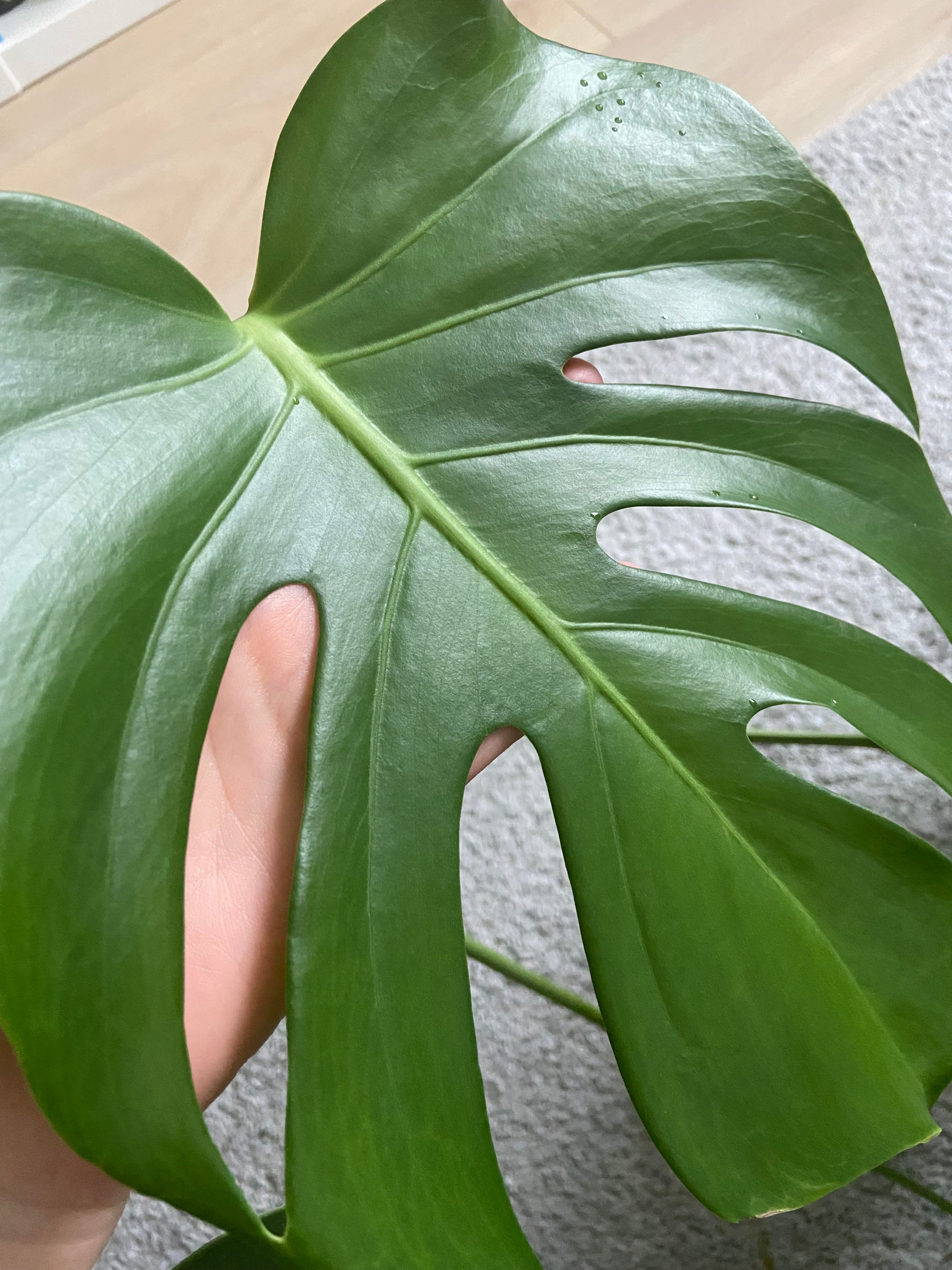 Monstera Deliciosa, split leaf philodendron | by The Millemus | Mille's  Botanical Bliss | Medium