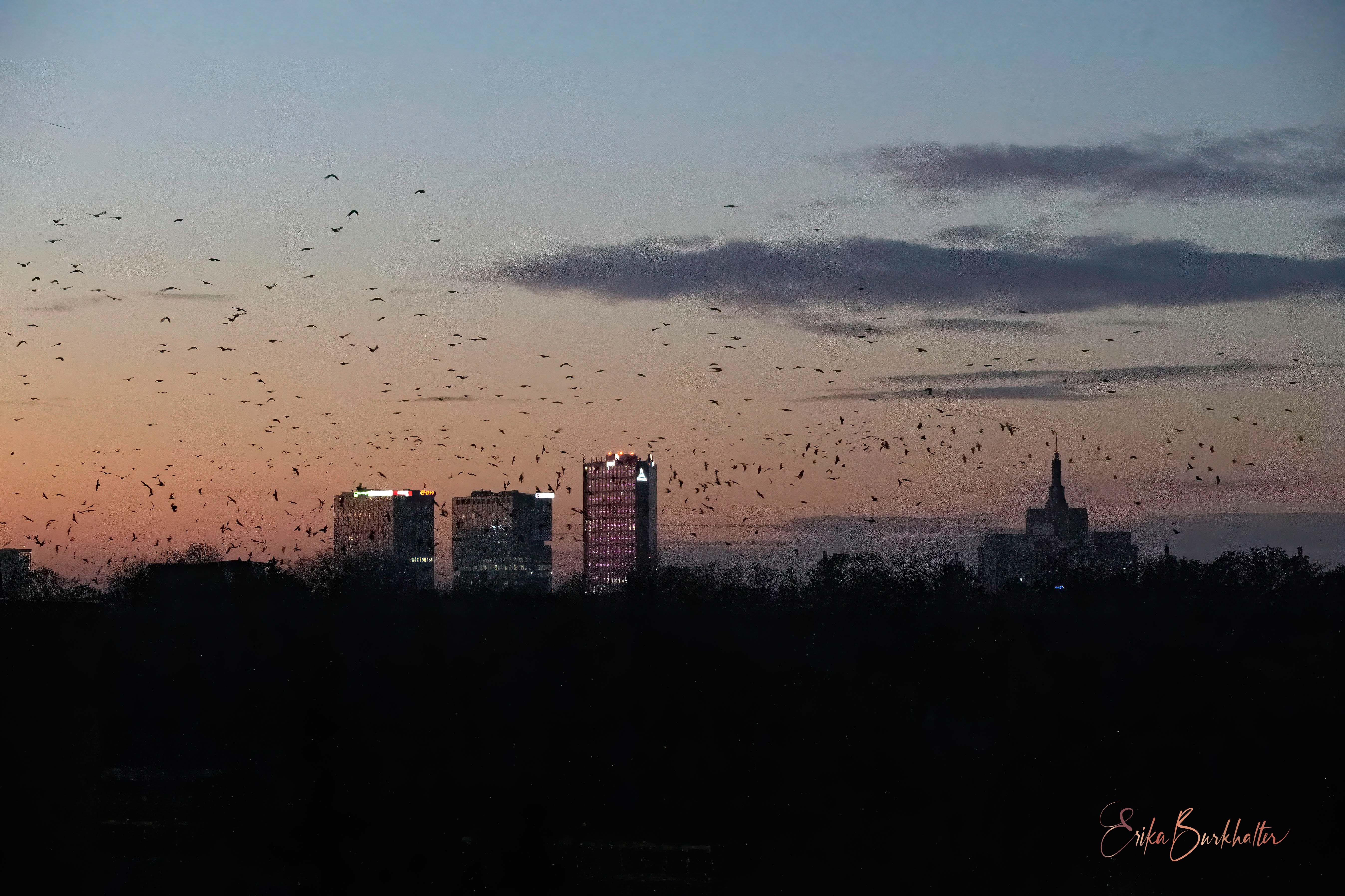 Birds over Bucharest. The biggest murder of crows I've ever… | by
