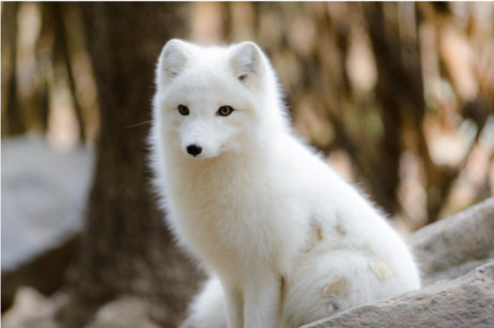 Captive Breeding Brings Arctic Foxes Back From the Brink in