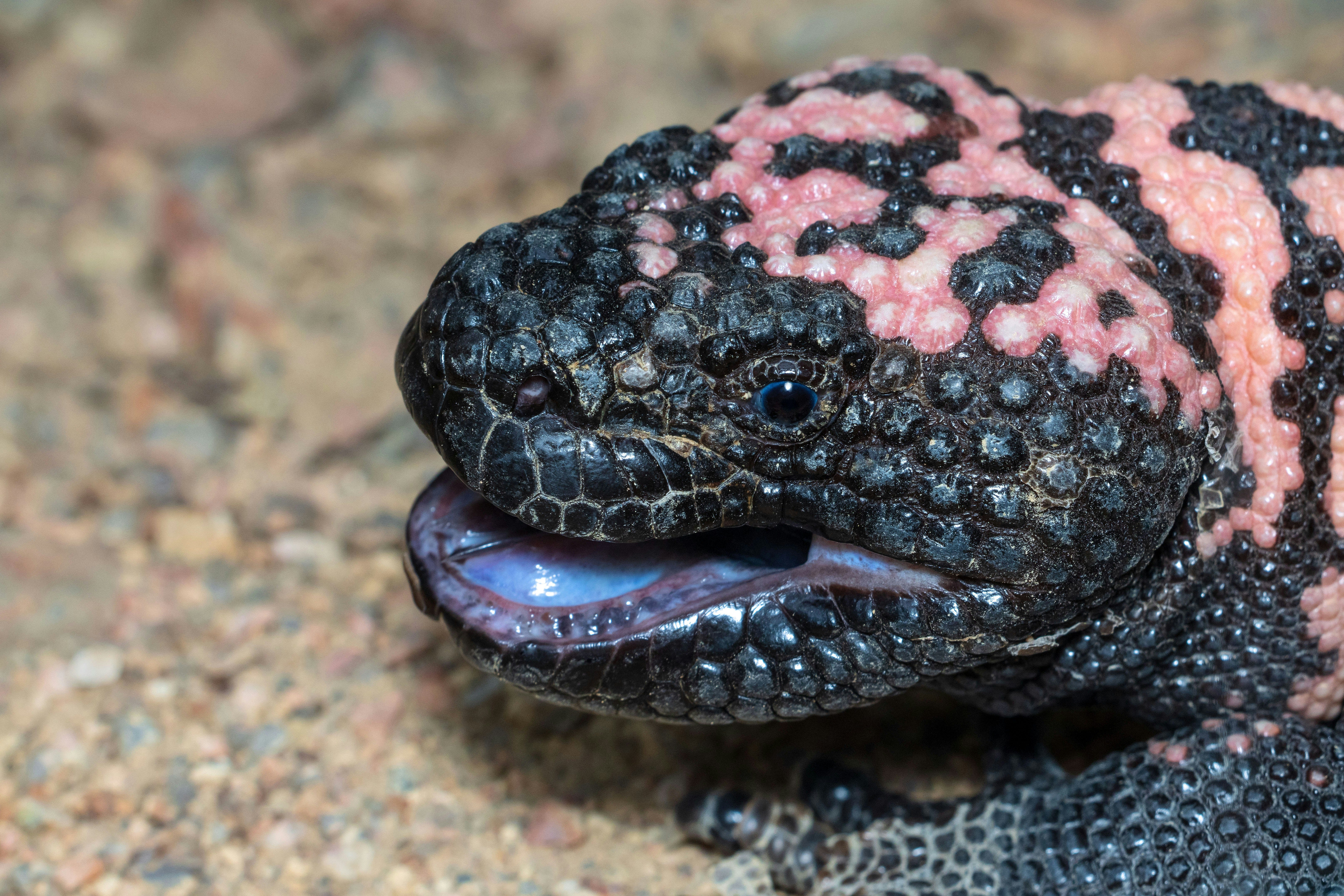 A monster created Ozempic. If you've benefitted from the… | by Christa Avampato