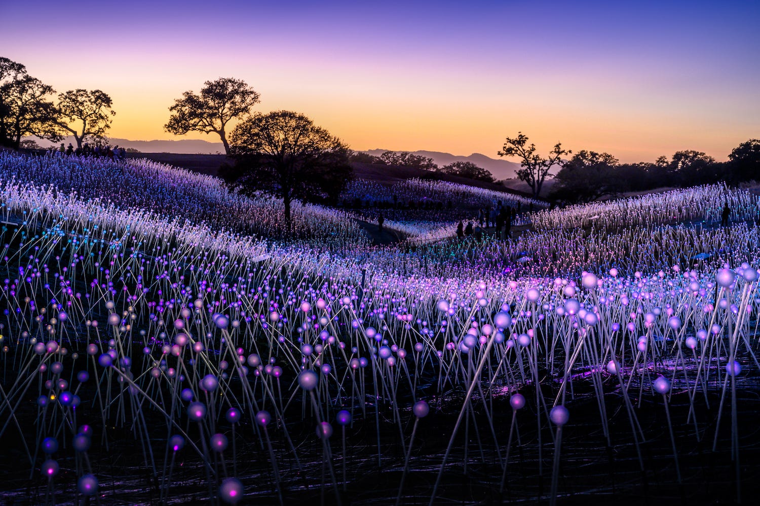 Bruce Munro Field Of Light