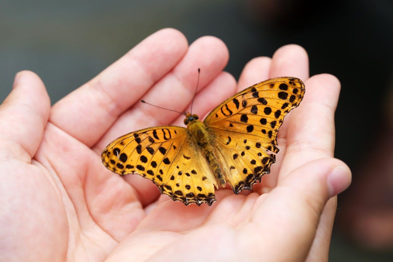 why do butterflies vibrate Did you know Monarch butterflies “shiver” their wings to stay warm? When  temperatures drop, these delicate pollinators vibrate their wings rapidly  in a behavior called shivering. This tiny motion generates heat, helping main image 1