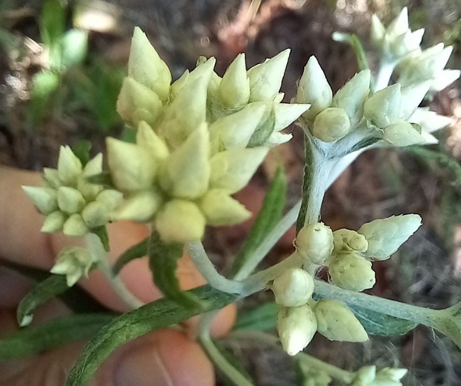 rabbit tobacco pictures Chewing on Curiosity: My First Taste of Rabbit Tobacco | by Melanie Weird