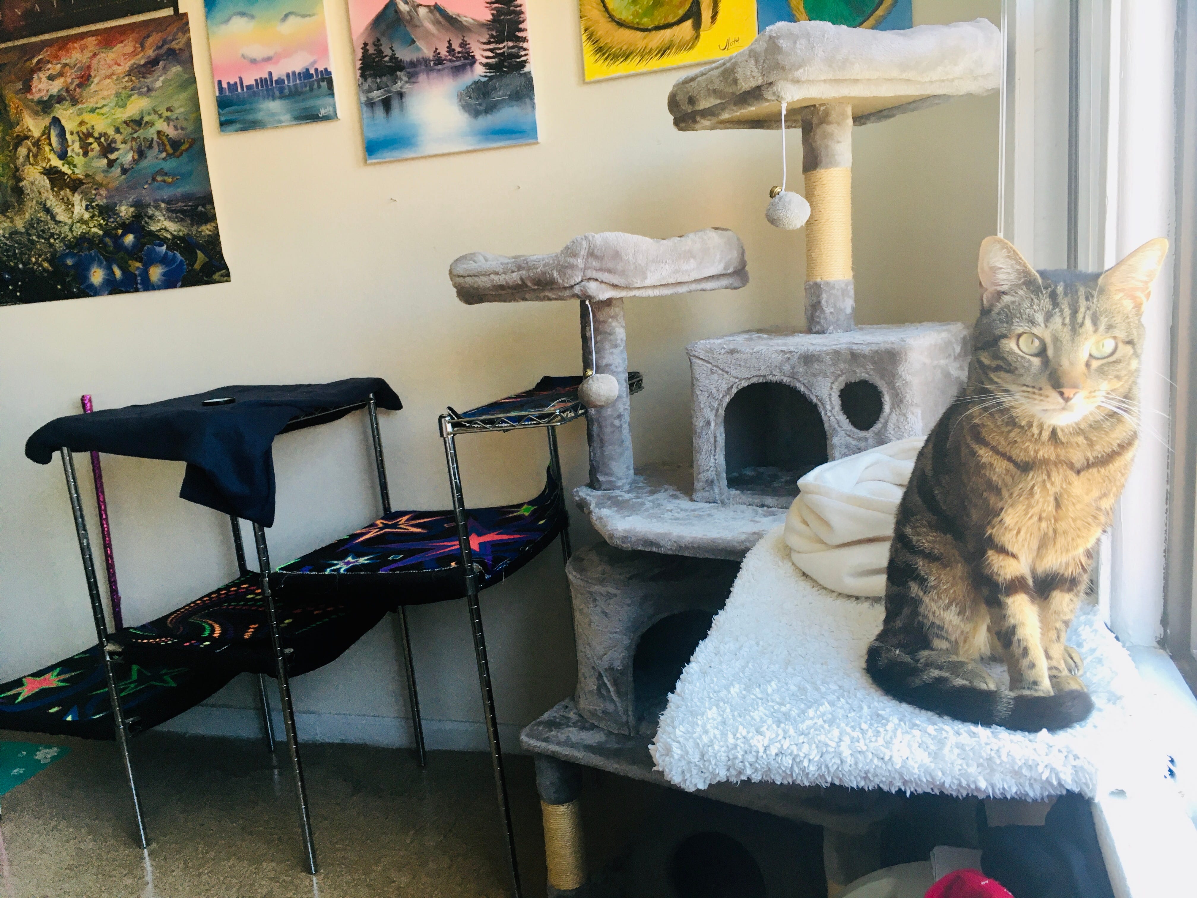 How to Keep Cats Entertained: Fun Tips & Tricks