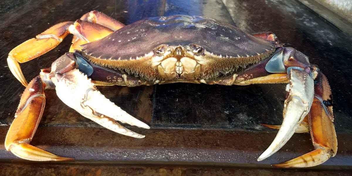 Fully Cooked Dungeness Crab  The sweet, affordable luxury for just about  any occasion | by Rich Neher | Kitchen Hacks for Novice Cooks | Medium