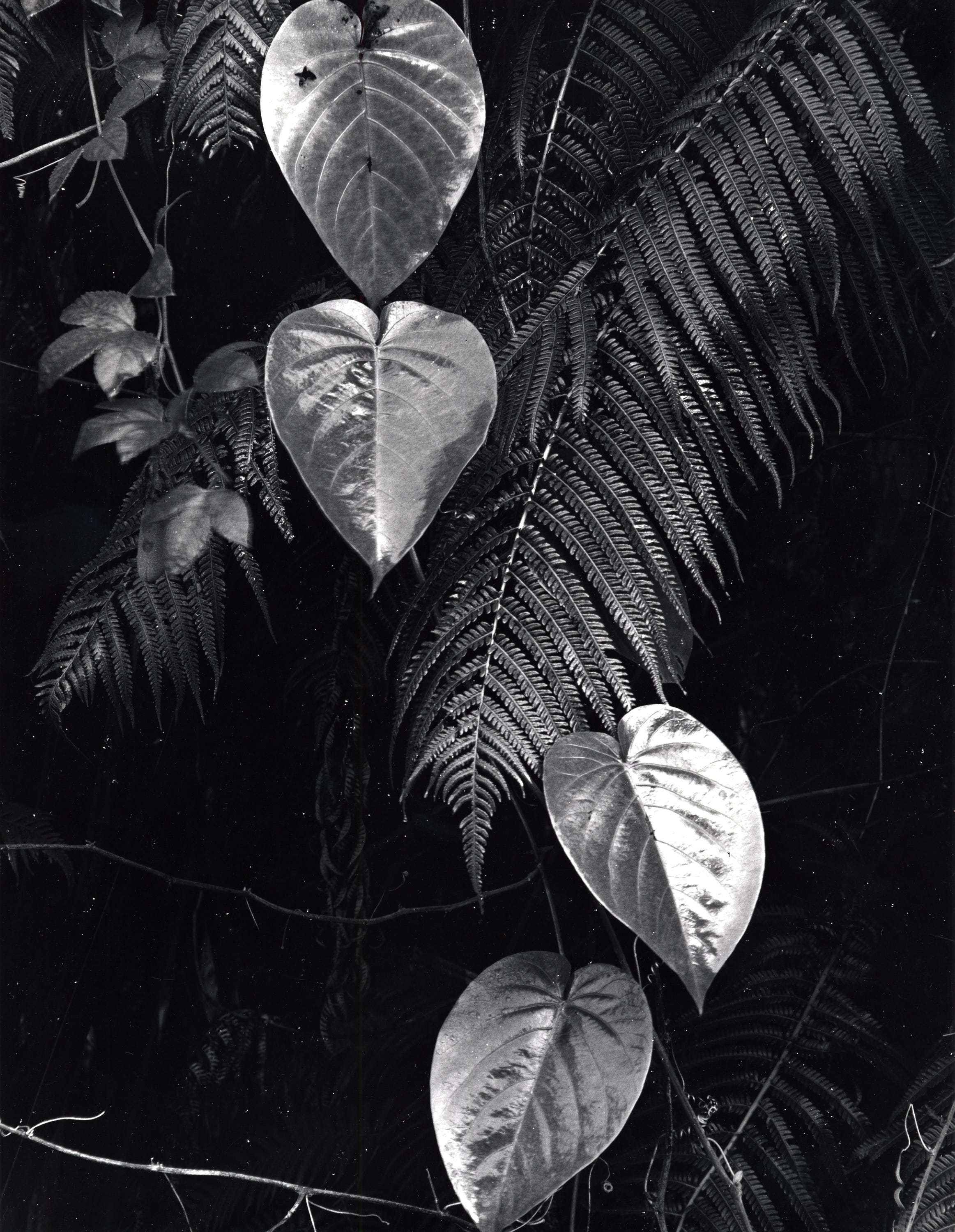 Like Father, Like Son: Edward and Brett Weston | by