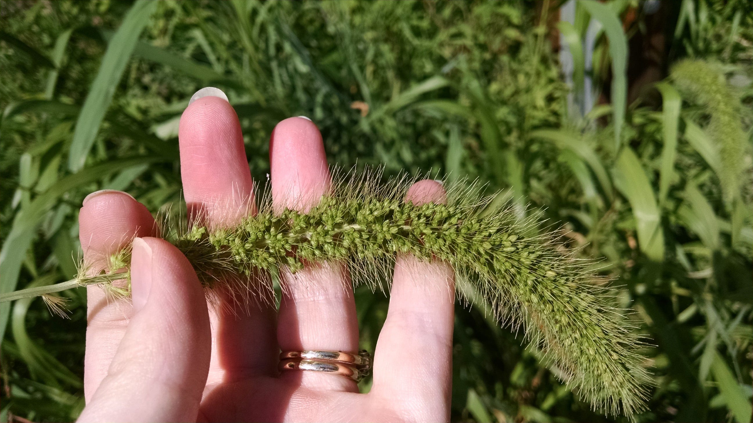 Fuzzy Giant Foxtail. If you've ever looked out the window of | by Chris  Stepnitz | Maryland Wild Plants | Medium