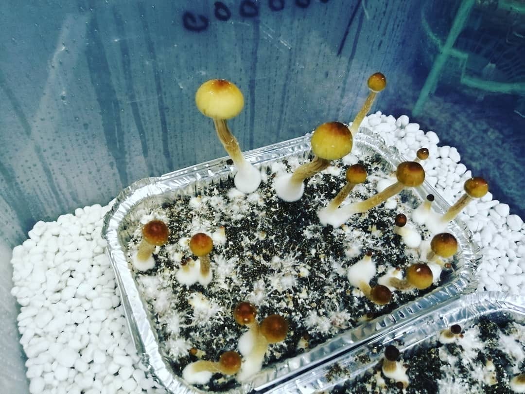 Mushroom Boom: The Brands To Watch + Why Equality Should Be Key | by Ruby  Elmhirst | Climate Conscious | Medium