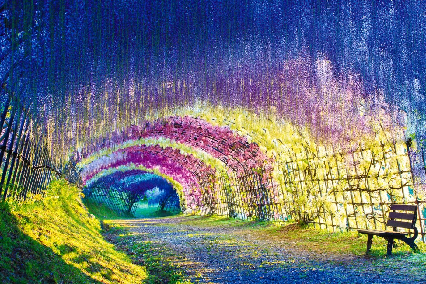 Japan's Wisteria Flower Tunnel Is Like Walking Through A Rainbow | by  Julianne Ishler | OMGFacts | Medium