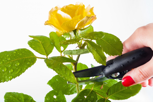 How to Prune Roses for Blooms: Expert Tips for Vibrant Flowers