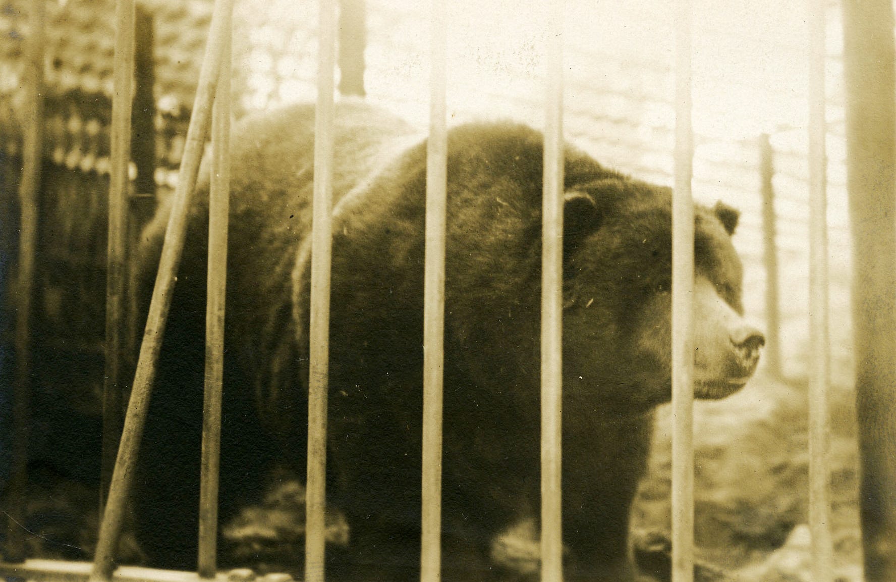 CT Flag EXTINCT THE SERIGRAPHY “X-RAY” California grizzly bear, the bear on the California flag