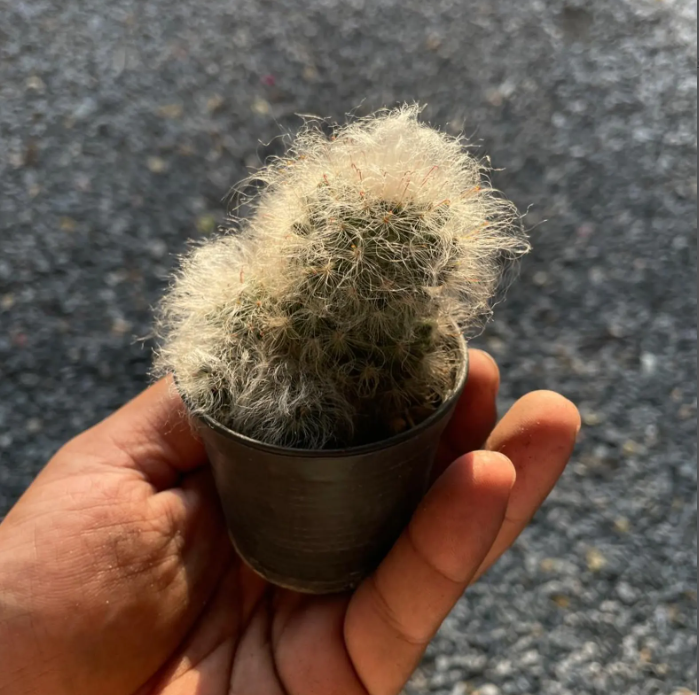 The Soft Guardian on My Windowsill: How a Fuzzy Cactus Became My