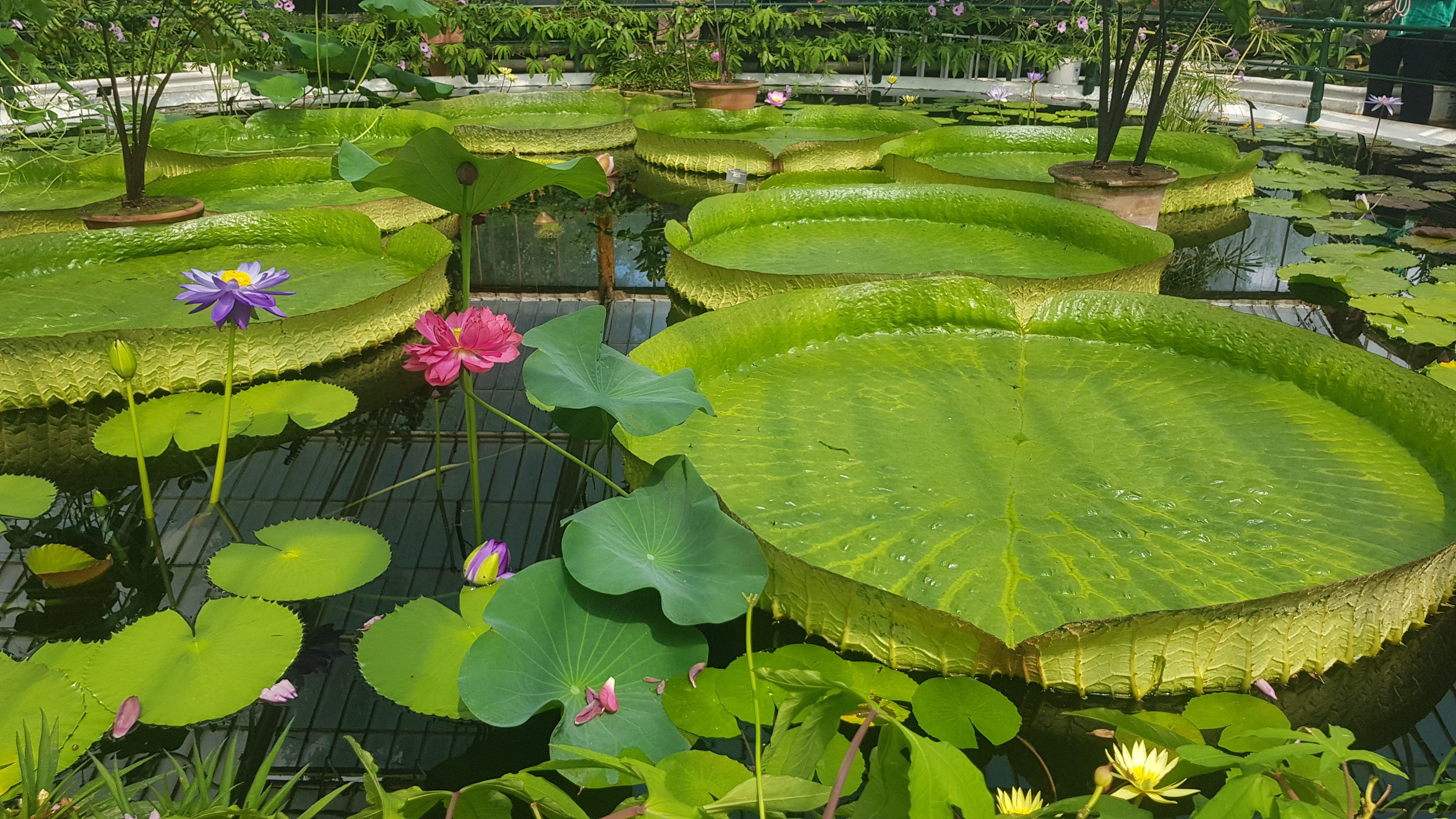 Free Stock Photo of Flowers Near Water | Download Free Images and Free  Illustrations, image size:4032x2268